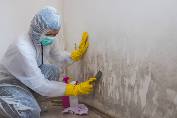 Best Mold Testing  in Burbank, IL