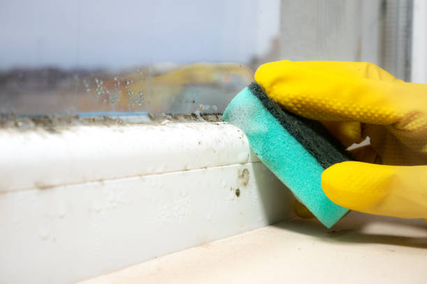 Best Best Mold Removal Companies  in Burbank, IL