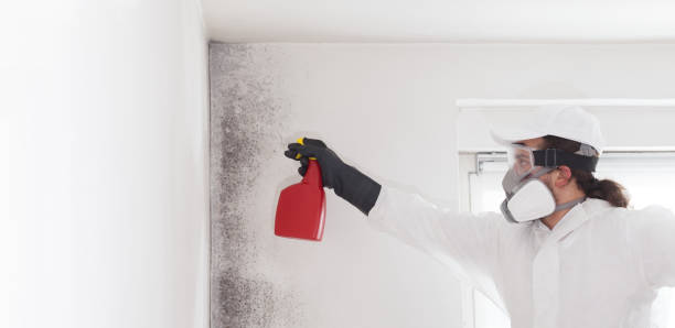 Attic Mold Removal in Burbank, IL
