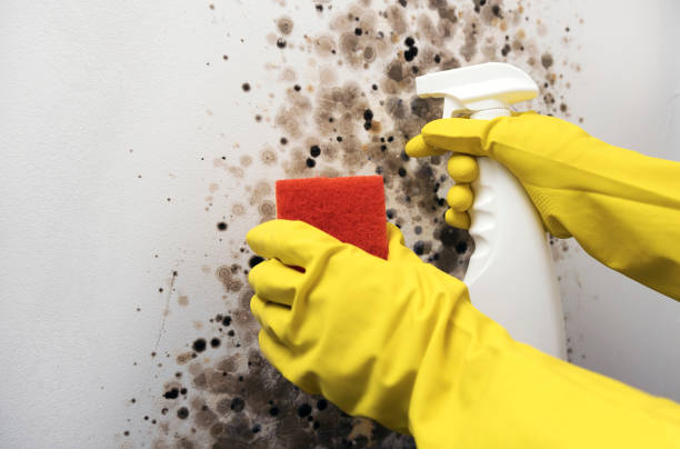 Best Affordable Mold Removal  in Burbank, IL