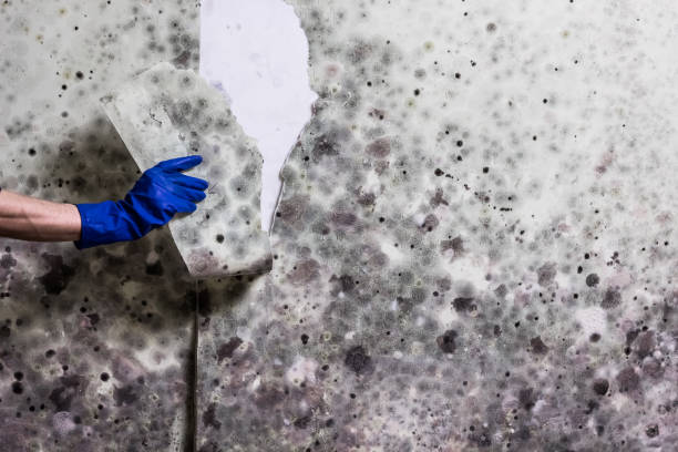 Best Fast Mold Removal  in Burbank, IL